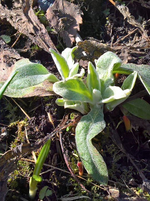 Växtknoppar och unga blad av pensé och rabarber som växer i en trädgård.