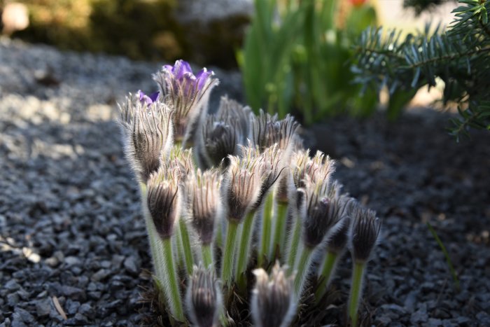 Nipsippor, Pulsatilla patens, med luddiga blomstjälkar som börjar blomma i soligt väder.