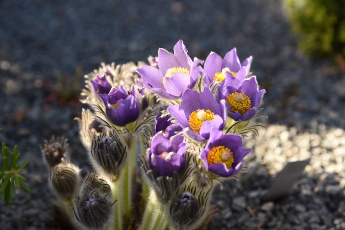 Nipsippa Pulsatilla patens blommar med lila kronblad och gula ståndare i värmen.