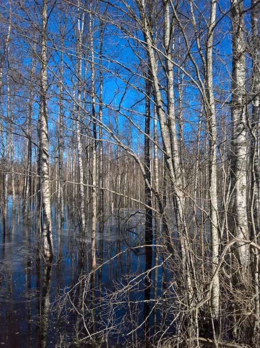 Lövträd i vatten, reflektioner i vattenytan, klarblå himmel, risodlingsliknande scen.