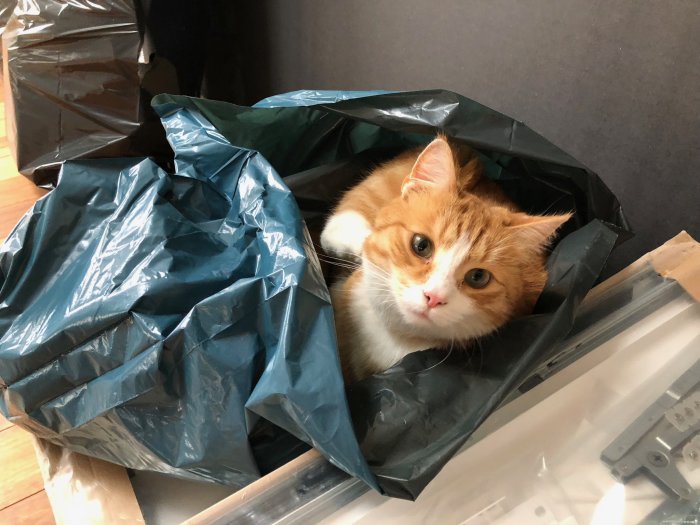 Orange och vit katt tittar fram från en blå plastpåse inuti ett hem.