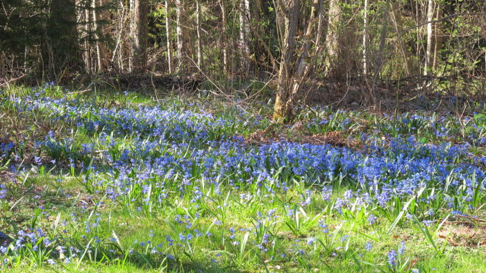 Blå blommor i en glänta omgiven av skog på våren.