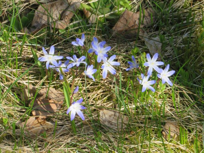 Blå stjärnformade blommor i gräset, en vårtecken bild med löv och gräs i bakgrunden.