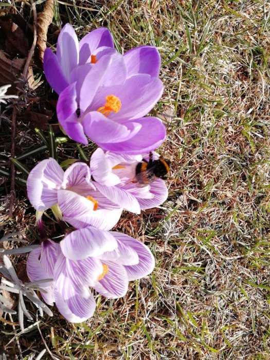 Lila och vita krokusar med en humla pollinerande, på en gräsmatta i vårsol.