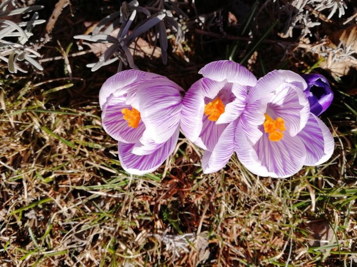 Lila krokusar med synliga orangefärgade ståndare blommar ovanpå torrt gräs, med indikeringar om rådjursbete.