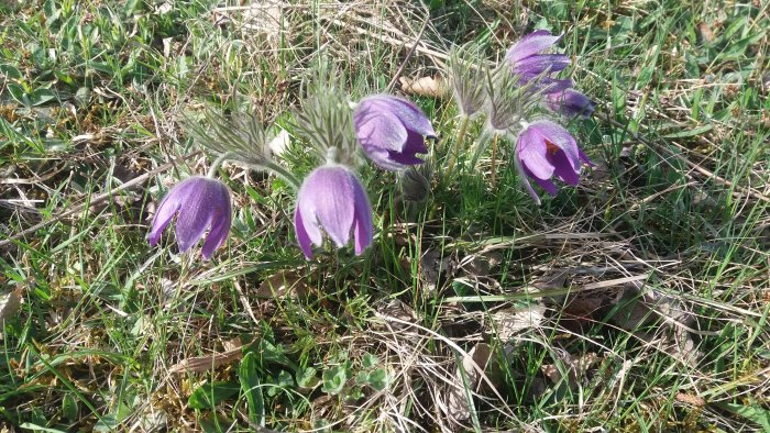 Lila backsippor i gräs, en tidig vårblomma i solljuset.