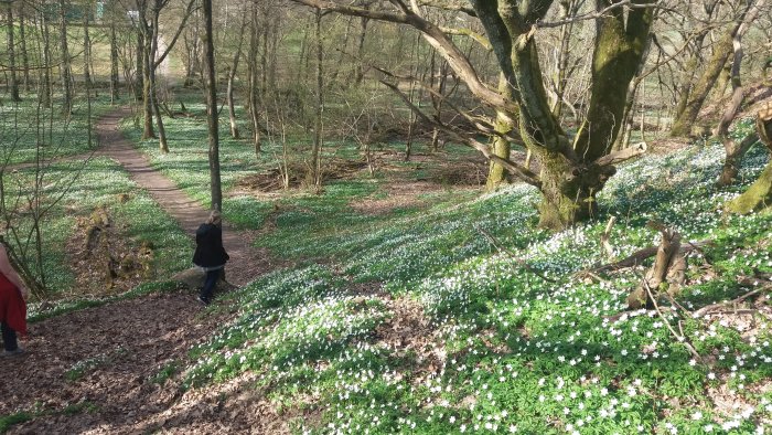 Skogsstig omringad av blommande vita vårblommor med personer som njuter av utsikten.