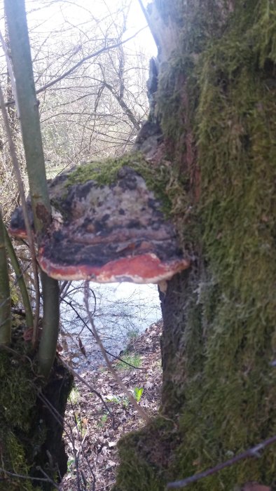 Stor svamp som växer på en mossbeklädd trädstam i skogen, med träd och buskar i bakgrunden.