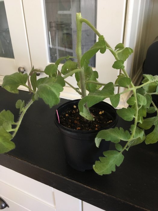 Tomatplanta med avklippt topp i svart kruka på mörk bänk, experiment med beskärning för skörd.
