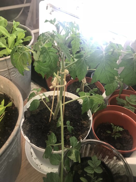 Tomatplantor i krukor som visar tecken på värmeutmattning med en solig bakgrund.