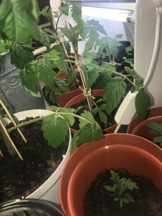 Tomatplantor i krukor under växtlampa, tecken på vissnande möjligt pga värme.