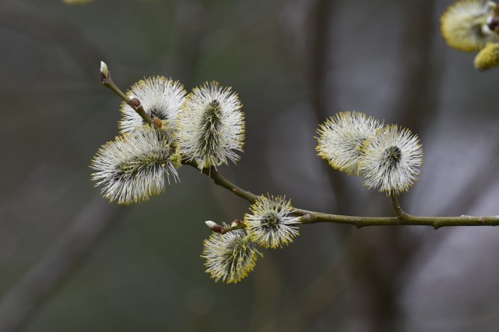 Sälgkvistar i blom med vita, fluffiga hängen mot suddig bakgrund.