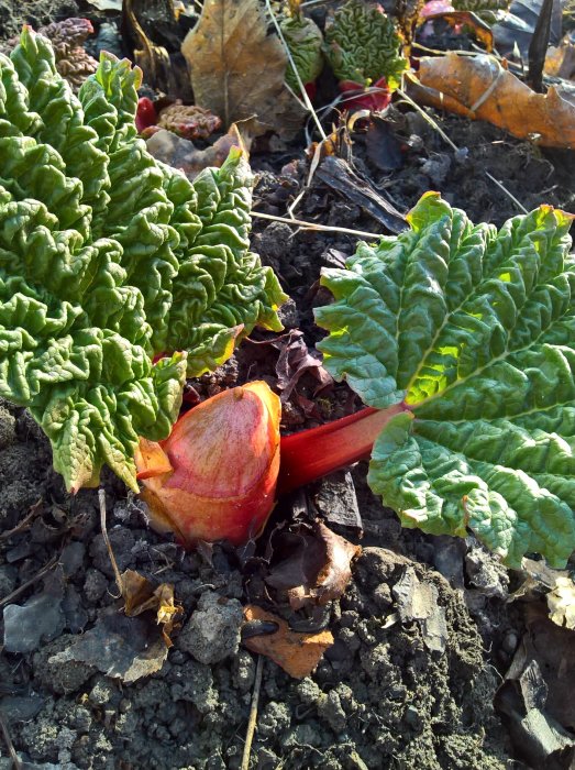 Rabarber med röd stjälk och stora gröna blad i en jordig rabatt i solljus.