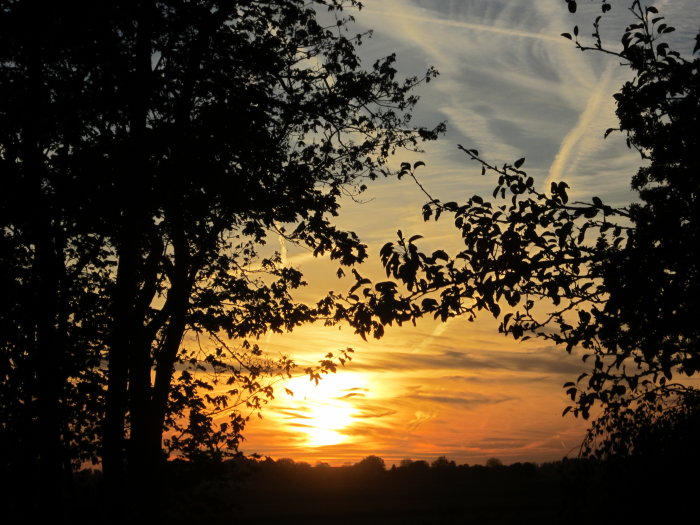 Solnedgång med silhuetter av träd och dramatiska moln mot en orange himmel.