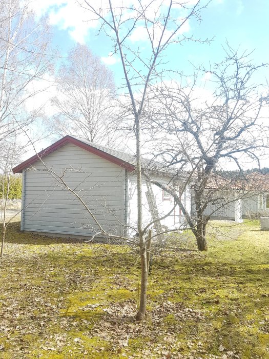 Ett förvuxet träd i en trädgård framför en röd stuga, ser otrimmat och gles ut.