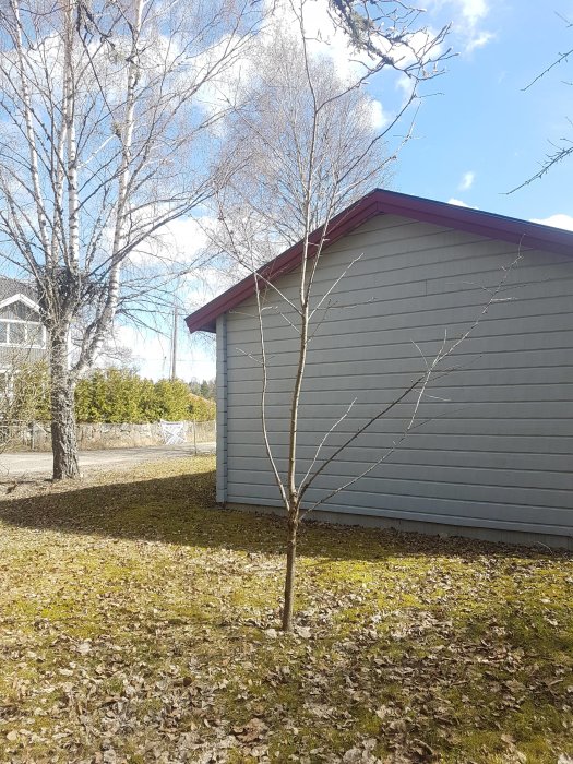 Oskuret träd framför hus, ser gängligt ut, behöver beskärning.