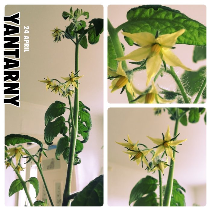 Tomatplanta med blommande gula blommor redo att bli tomater.