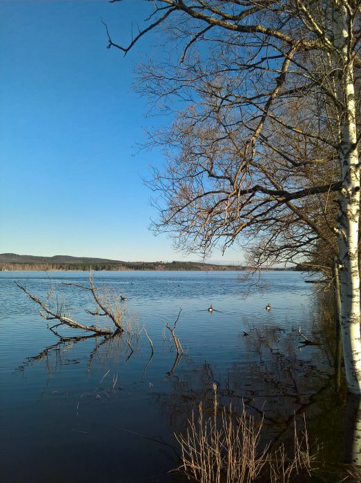 Sjö med grenar och andar i vattnet nära vägen, klar himmel, tidig morgon.