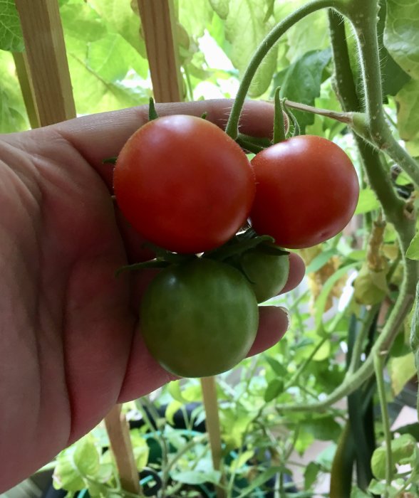 Tre tomater på en planta, två mogna och röda och en omogen och grön.