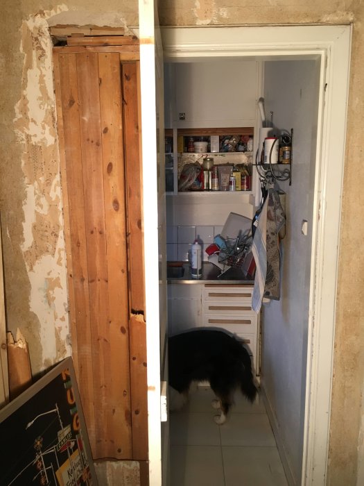 Renoveringsarbete på dörröppning bredvid köksskåp och en hund står i dörrvägen.