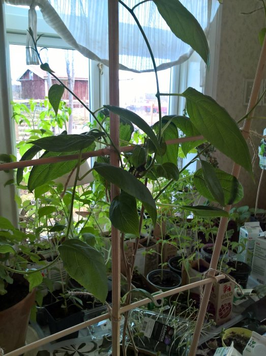 Inomhusodlingsmiljö med kiviträd nära taket, tomater, chilis och andra plantor mot fönsterbakgrund.