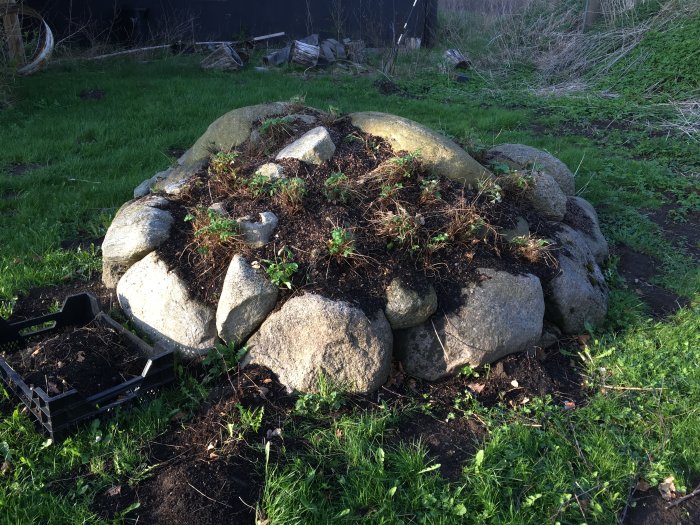 Stenröse med nyplanterade smultronplantor och en tom svart låda till vänster på gräsmatta.