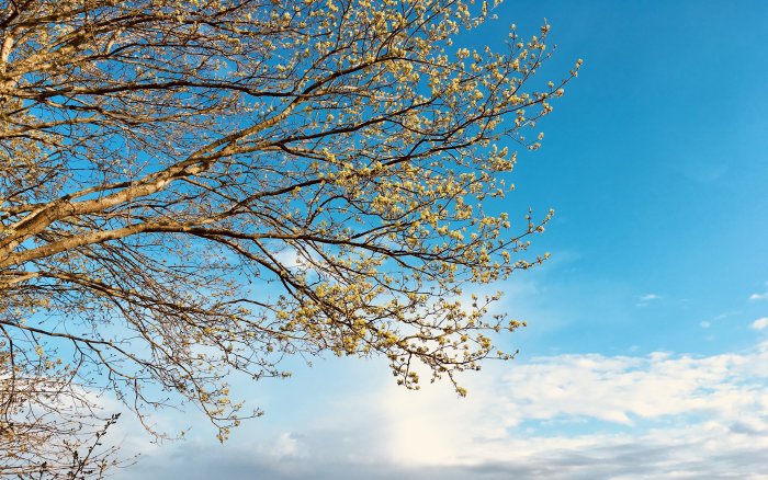 Grenar med knoppande löv mot en klarblå himmel med vita moln.
