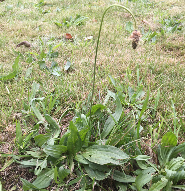 Ogräs med platt rosett av gröna blad och böjd blomstjälk på en gräsmatta.