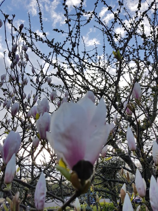 Blommande magnoliaträd med knoppar och några öppna vita blommor mot en klarblå himmel.