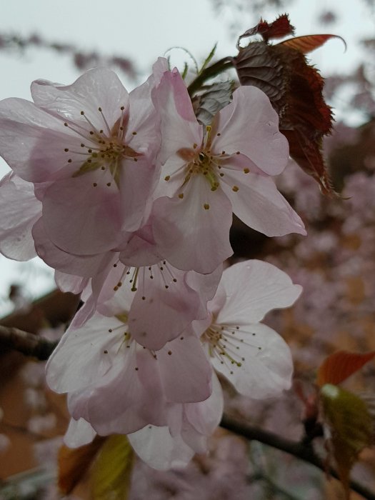 Närbild av rosa körsbärsblommor i full blom i Skåne.