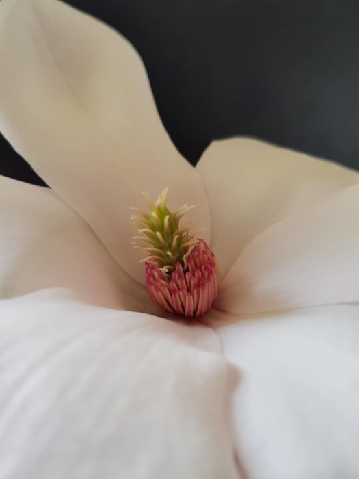 Närbild på en blommande magnolia med rosa ståndare mot en mörk bakgrund.