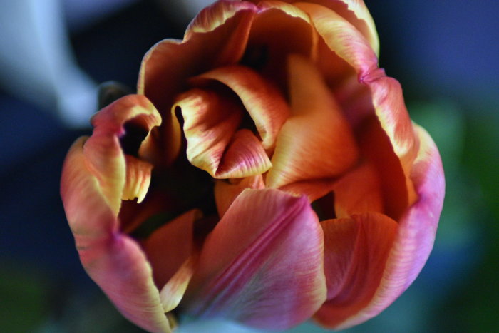 Närbild av en orange och rosa blommande tulpan i Skåne.