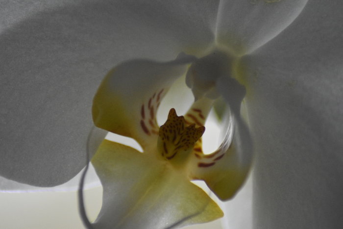 Närbild på en blommande vit orkidé med gula och brunprickiga detaljer i Skåne.