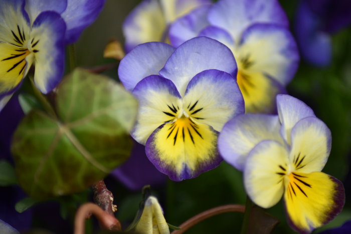 Närbild på lila och gula styvmorsvioler som blommar.