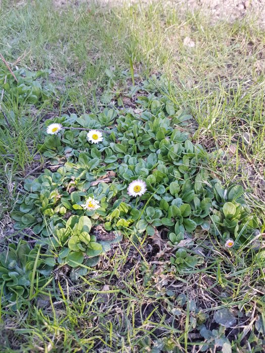 Överväxta områden med lövverk och blommande tusenskönor i gräsmatta.