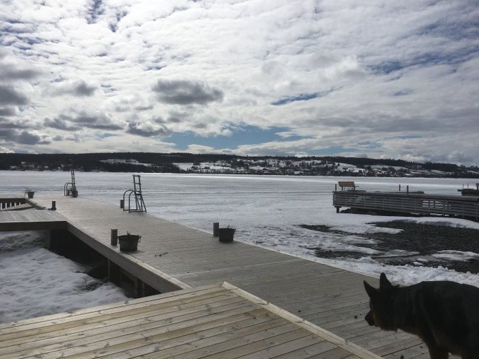Vy över snötäckt brygga och isbelagd sjö med molntäckt himmel och en hund i förgrunden.