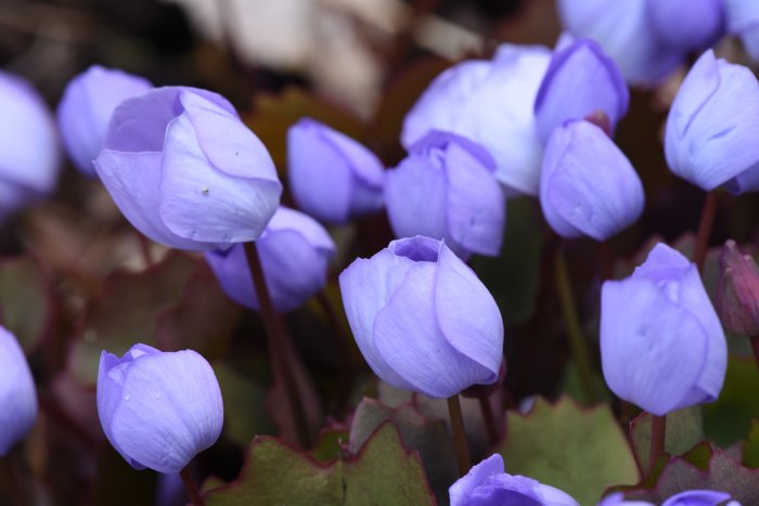 Blå presidentsippor (Jeffersonia dubia) i närbild med lila knoppar och grönt bladverk.