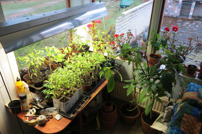 Inomhusodlingsområde med tomatplantor, pelargoner och andra växter i krukor på ett fönsterbord under växtlampa.