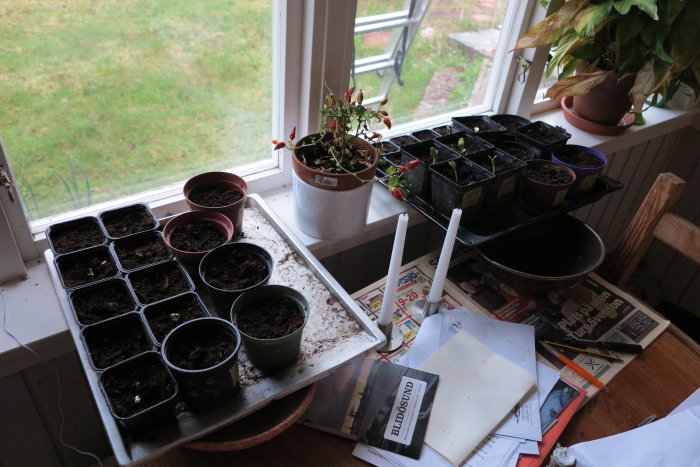 Fönsterbrädan med planterade tomatplantor, krukor och sådd squash, gurka och solros på tidningspapper.