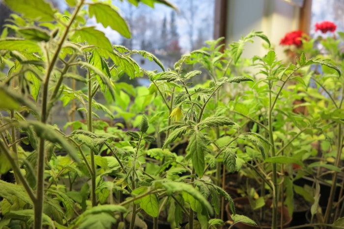 Unga tomatplantor i inomhusmiljö med synlig grönska och ett fönster i bakgrunden.