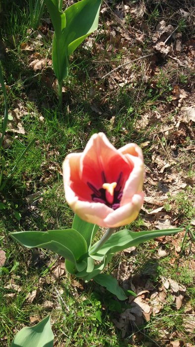 En blommande tulpan med öppen krona som visar mörka ståndare i soligt trädgårdsland.