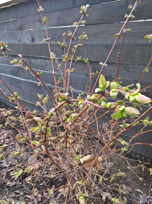 Nyplanterad vinstock med knoppar intill ett mörkt staket, skyddat från rådjur.