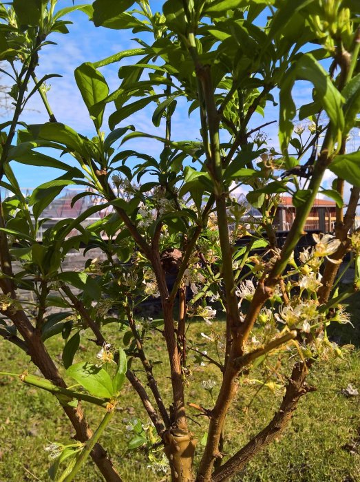 Närbild av blommande plommonträd med gröna blad mot en solig himmel.