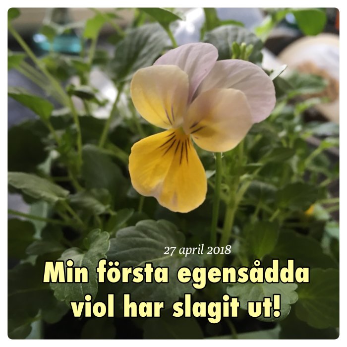 Egenodlad violblomma med ljuslila och gula kronblad mot en bakgrund av gröna blad.