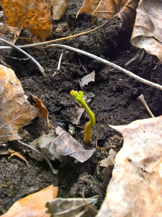 En groende planta som bryter igenom jorden omgiven av torra löv, som symboliserar en nöt på resa.