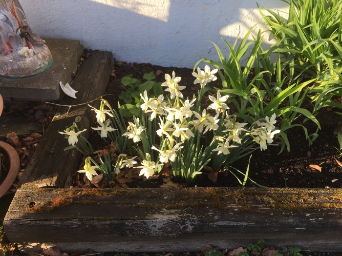 Blommande vita blommor i en solbelyst rabatt framför en vit husvägg.