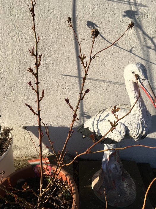 Knoppar på buske i kruka bredvid en vit trädgårdsdekoration i form av en stork.