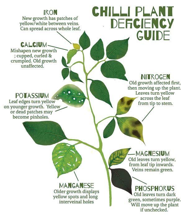 Illustration av en chiliväxt med tecken på näringsbrist, visar symptom för järn, kalcium, kalium, kväve, magnesium, mangan och fosforbrist.