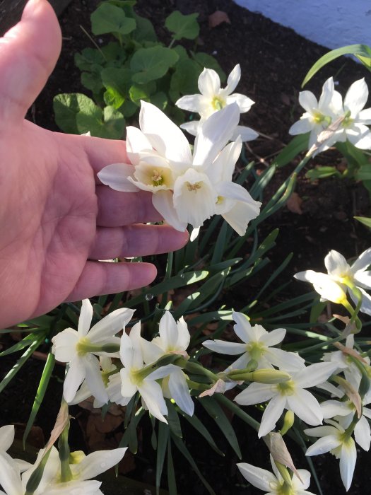 Hand håller en blommande vit Thalia-narciss i ett blomsterbed.