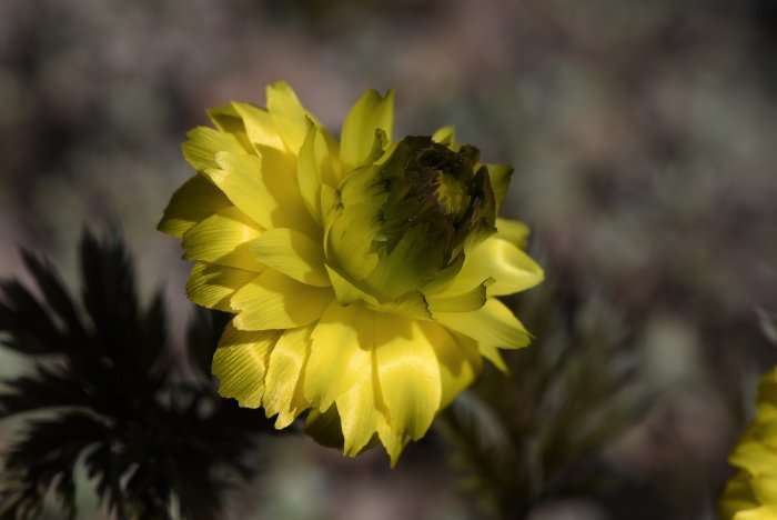 Blommande Adonis amurensis 'Sandan Zaki', även känd som guldadonis, med fokus på de gula kronbladen.